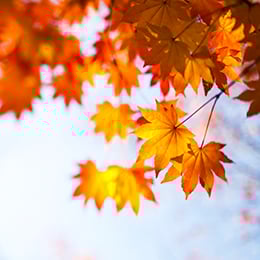 BW-Newsletter-2019-11-Thanksgiving